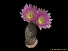 Echinocereus ctenoides SB732 871